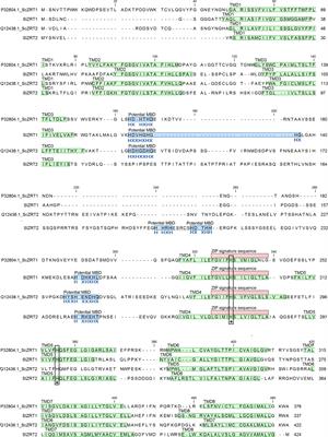 SlZRT2 Encodes a ZIP Family Zn Transporter With Dual Localization in the Ectomycorrhizal Fungus Suillus luteus